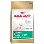 GOLDEN RETRIEVER JUNIOR