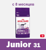 GIANT JUNIOR 31