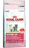KITTEN 36